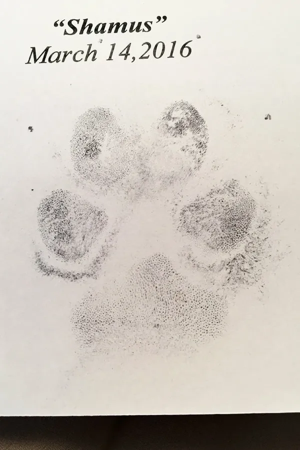 Actual Paw Print Necklace